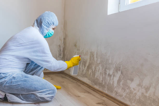 Licensed Mold Inspection service in Springfield, IL - WQB Mold Removal